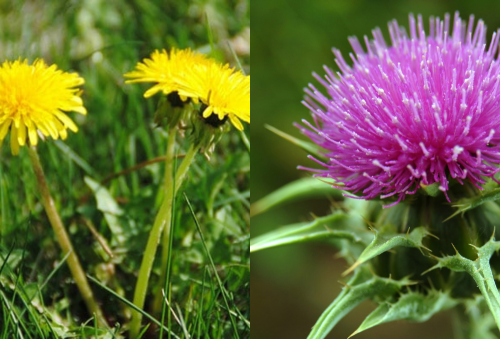 Milk thistle & Dandelion